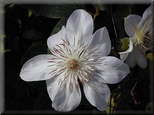 Clematis photograph