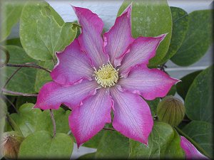 Clematis photograph