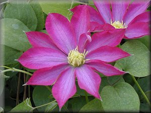 Clematis photograph