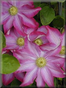 Clematis photograph