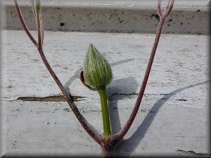 Clematis photograph