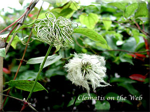 Clematis photograph