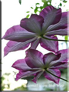 Clematis photograph