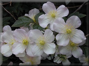 Clematis photograph