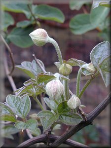 Clematis photograph