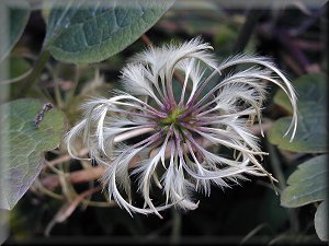 Clematis photograph