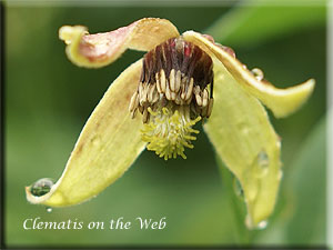 Clematis photograph