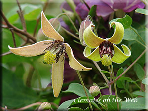 Clematis photograph