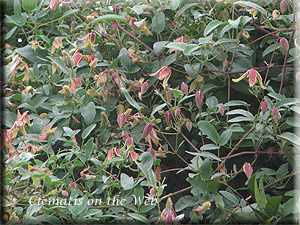 Clematis photograph