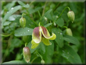 Clematis photograph