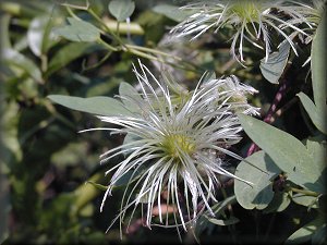 Clematis photograph