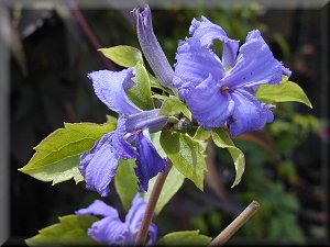 Clematis photograph