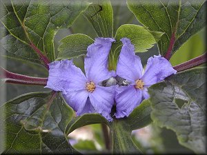 Clematis photograph