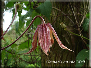 Clematis photograph