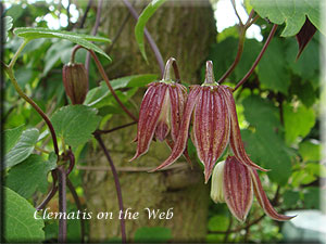 Clematis photograph