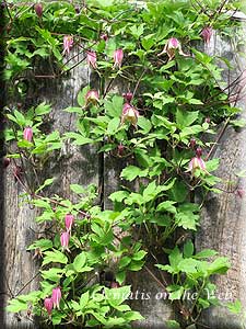 Clematis photograph