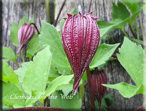 Clematis photograph