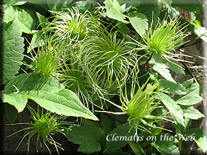 Clematis photograph