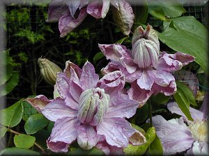 Clematis photograph