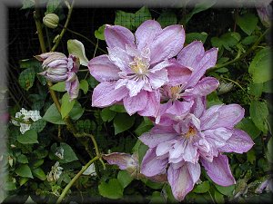 Clematis photograph