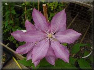 Clematis photograph