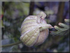 Clematis photograph