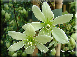 Clematis photograph