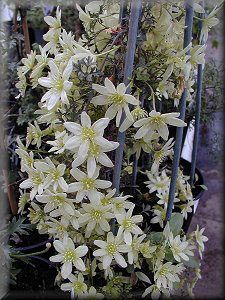 Clematis photograph