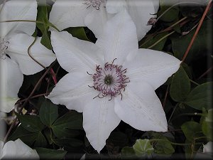 Clematis photograph