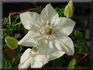 Clematis photograph