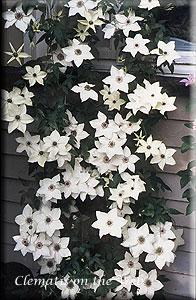 Clematis photograph