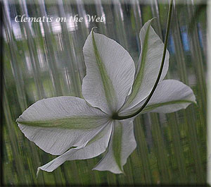 Clematis photograph