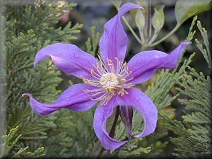 Clematis photograph