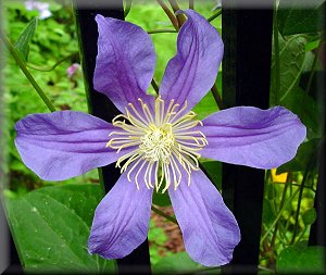 Clematis photograph