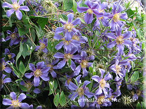 Clematis photograph