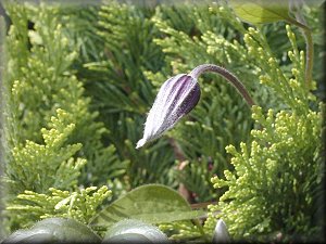 Clematis photograph