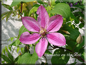 Clematis photograph