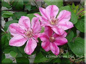 Clematis photograph