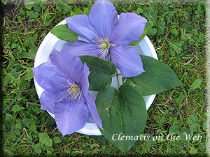 Clematis photograph