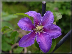 Clematis photograph