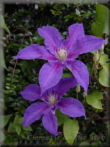 Clematis photograph