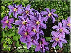 Clematis photograph