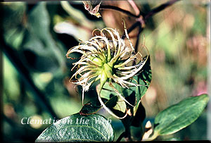 Clematis photograph