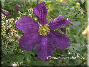 Clematis photograph