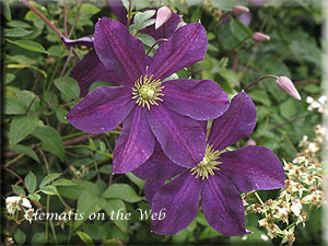 Clematis photograph