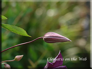 Clematis photograph