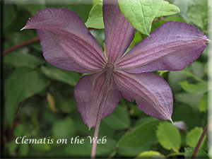 Clematis photograph