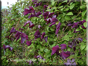 Clematis photograph