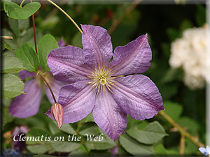 Clematis photograph