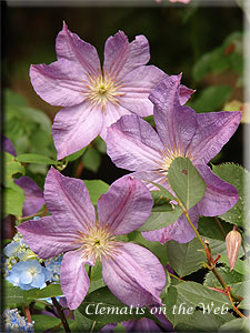 Clematis photograph